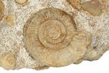 Jurassic Ammonite, Bivalve, Gastropod & Belemnite Association - France #191729-1